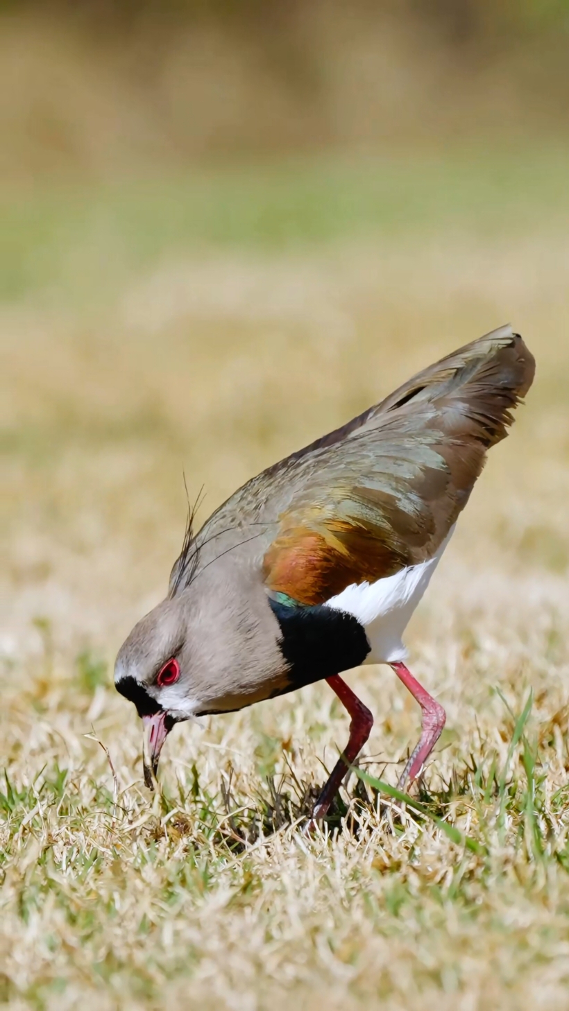 Neither too light nor too heavy, with just the right amount of force, southern lapwing (Vanellus chilensis) digs worms from the ground.#southernlapwing #birds 