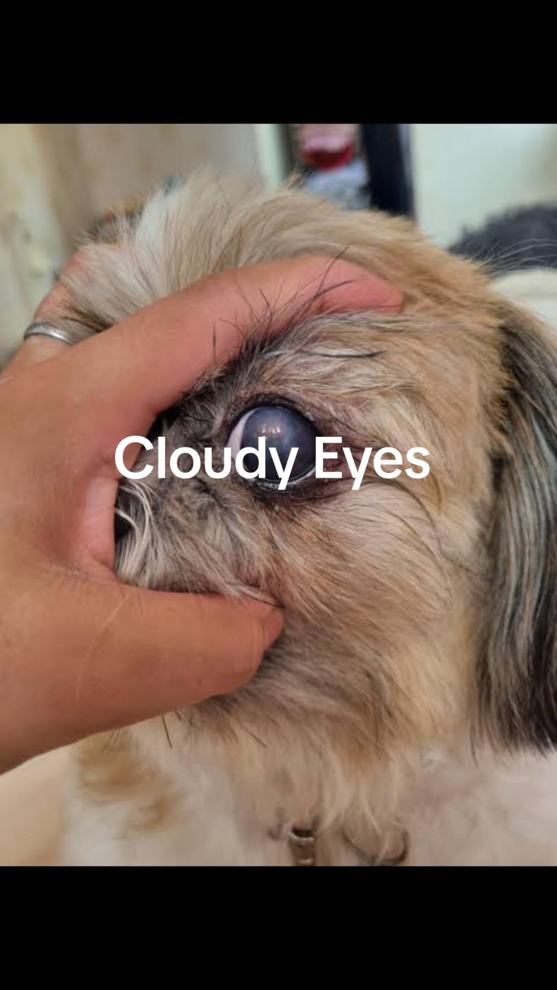 #cloudyeyessolutuion #cloudyeyesdogs 