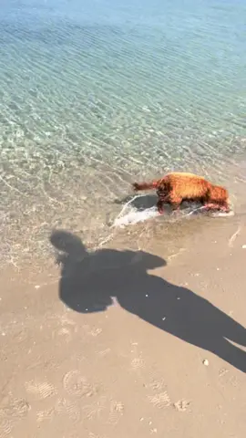 #goldendoodle #happy 
