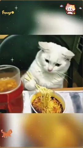 Cute cat 🐱 funny cat #catsvideo #catstok #pets #catsoftiktok #funnycats #funnyvideos 