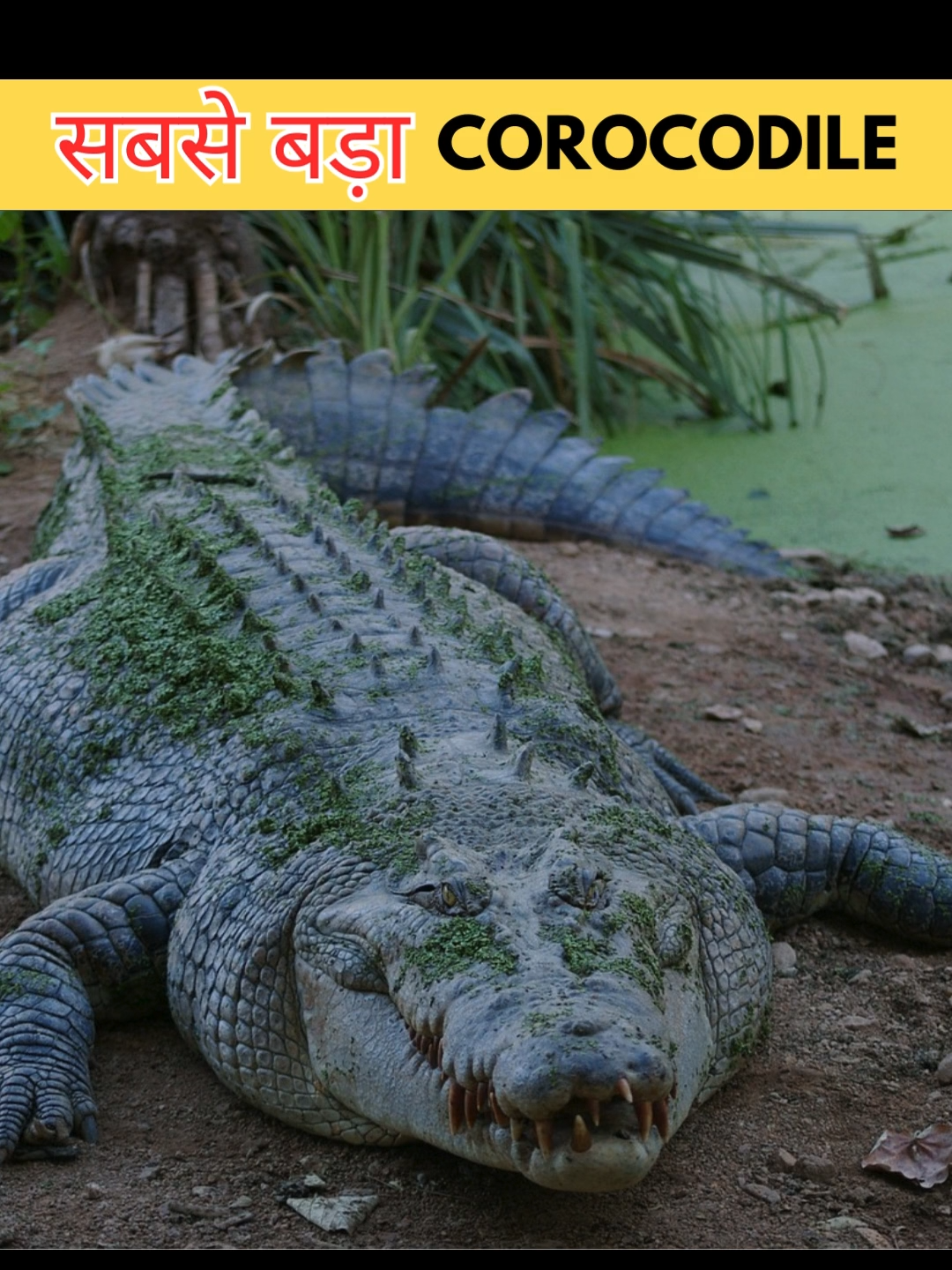 Biggest Crocodile #facts #crocodile  #factsinhindi #fyp