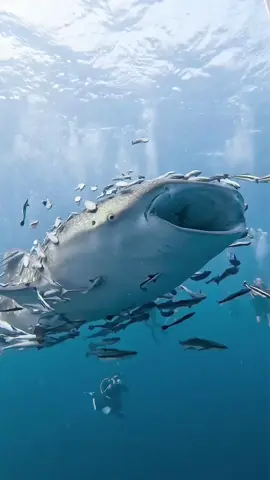 Symbiosis in action 🦈🐟 captures the fascinating partnership between remora fish and a whale shark. The remoras hitch a ride, get protection, and find food, while the whale shark gets a spa treatment, free from pesky bacteria and parasites. . . . . . . . #whale #sea #seals #hunting #ocean 