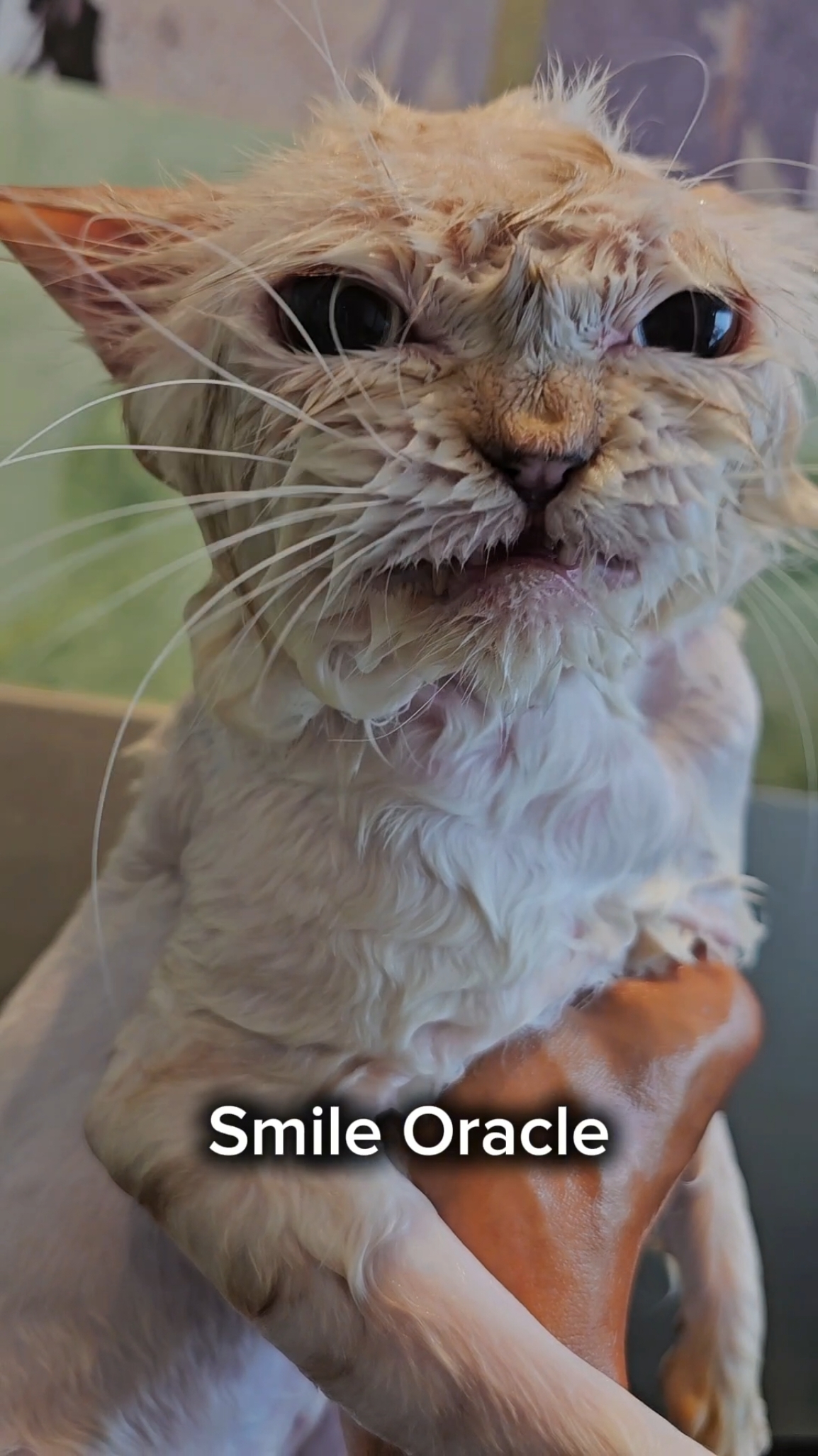 Have you seen a cat that SMILES? 😜 This is Oracle, a rescue cat and it's his first grooming with us. #dubai #uae #petgrooming #petgroomer #veterinaryclinic #catsofinstagram #catgrooming #oracle #catlover #catgroomer #smilingcat