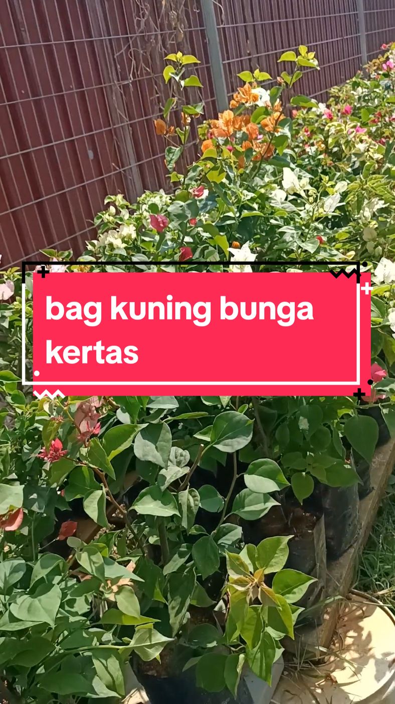 bunga kertas melaka #bougainvillea #bungakertas #flowers 