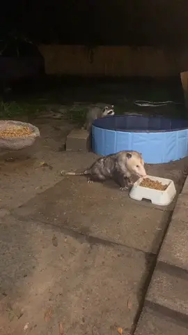 #LIVEhighlights #TikTokLIVE #LIVE #wildlife #opossum #raccoon #kits #atticus #racconsoftiktok #babies #babiesoftiktok 