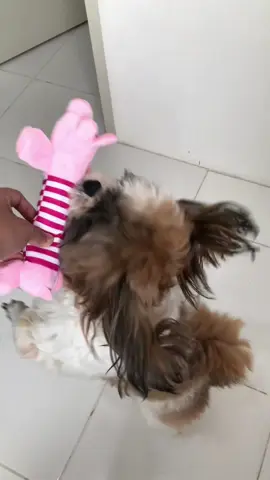 #dogtoys #soundingtoys #plushtoys #toys #dog #fy 