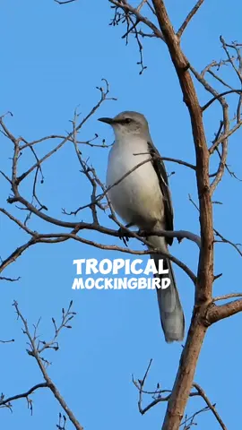 tropical mockingbird #tropicalmockingbird #mockingbird #birds #birdsinging #burung #kicaumania #fyp 