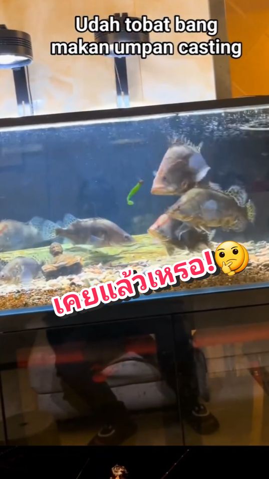 ก็ของมันเคยๆกันอยู่อ่ะ 🤣 #Fishing #ตกปลา 