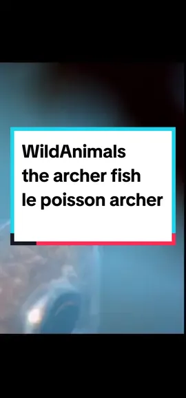 Regardez ce poisson archer en action ! 🎯 Ce petit tireur d'élite aquatique utilise sa précision incroyable pour chasser un insecte juste au-dessus de l'eau. Avec un jet d'eau puissant et précis, il parvient à déloger sa proie d'une branche pour l'attraper. Un vrai talent naturel qui montre l'ingéniosité de la nature ! 🌿🐟