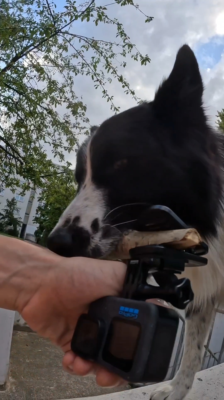 the paws🥹  #bordercollie #parkour #view #DogTraining #dogtrainer #doglove 