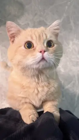 #cat #cute #funnyvideos #catsoftiktok #funny #fyp 