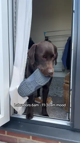 Labradors daily mood.. 😈 x 💤 Can anyone else relate? 😂 #dogsoftiktok #labrador #labradorretriever #chocolatelab #chocolatelabrador 