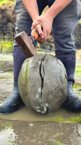 Here is a Jurassic Age nodule we found on the beach! We hoped it would contain Ammonite fossils from the Jurassic! 😁 With a smooth strike of the hammer the rock split perfectly in half to reveal multiple Ammonite fossils along with a Belemnite Phragmocone and White Calcite Crystal! 🦕🦖🏝 Thanks for supporting our page! 🐊 #natural #nature #fossil #fossils #ancient #animals #art #ammonite #ammonites #dinosaur #scientist  #minerals #paleontology #whitby #geologist #dorset #geology #charmouth #jurassic #yorkshire #fyp 