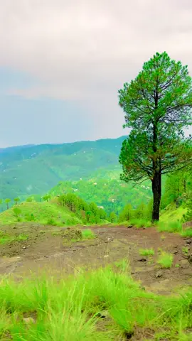 veiw+song😍🥰#foryoupage #naturelover🍂🥀 #standwithkashmir #foryou #beauty #beauty #fyp💕🍂 #fyp💕🍂 