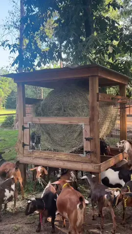Idc what yall say- but “Lets GOat” is top tier comedy #fyp #goat #goatfeeding #goatfarm 