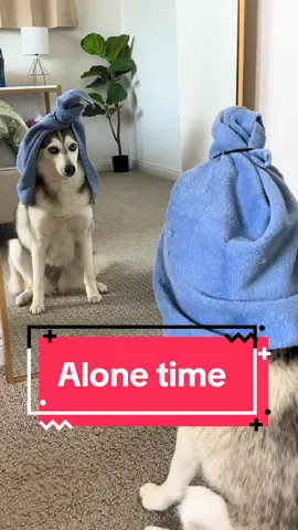 POV: when you finally get alone time 🐶 #dogs #SelfCare #alonetime 