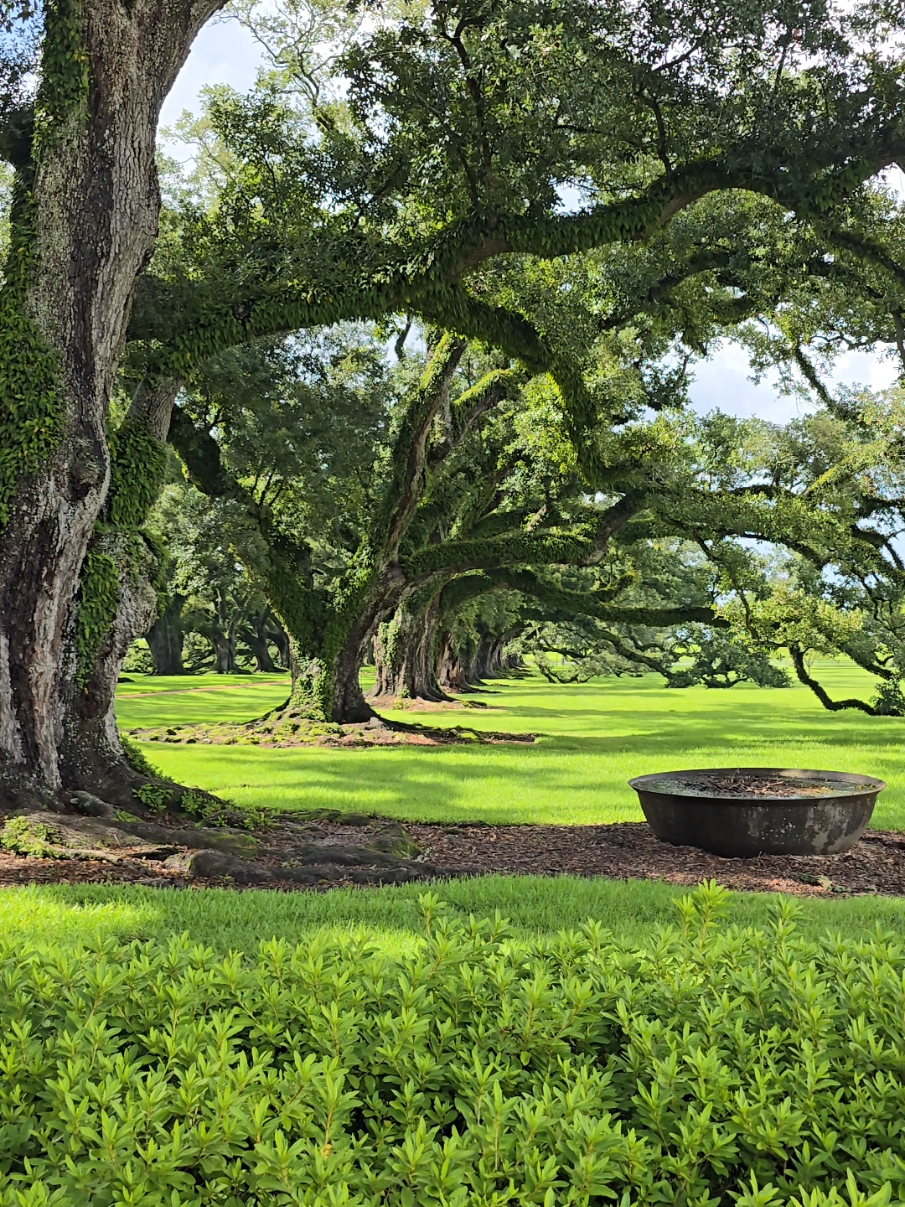 Breathtaking alley of 250-year-old Oak trees with a sad history. It's definitely worth visiting.  #nature #Outdoors #vacation #travel #oakalley #tree #breathtakingviews #relax #history #galaxys24ultra #samsunggalaxy #samsung #videotiktok #bestdestinations #viral #forest #bestview #landscape #ranch #neworleans #oakalleyplantation 