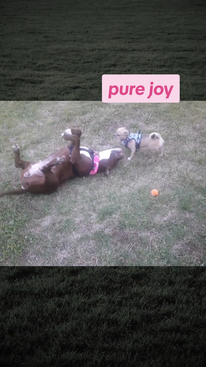 watching the comparison fills my heart with so much gratitude 🙏❤️ . . . #pittiesoftiktok #pittiesrock #pittiemom #bullybreeds #furbabiesoftiktok #doggierolls #dogplaytime #dogsoftiktok #pittieparents #prettypitty ##prettypittyprincess 