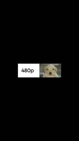 Real #wmoment #music #muscialtheatre #musicscore #piano #chopinnocturneop9no2 #gulagmaster #meme #memes #dog 