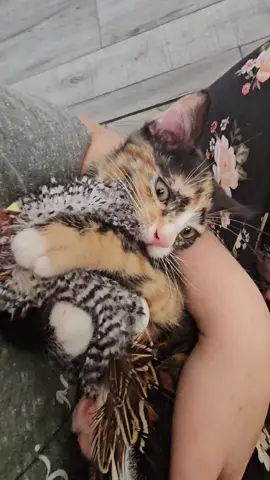 I think baby Nala and Elsa approve of their new toy! #cats #foryou #fypage #cattoy #bird #rescue #kittensoftiktok 