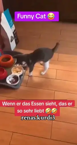 #funny #cat #lover #Wenn er das Essen sieht, das er so sehr liebt#comedy_category_mu #fypviralシ #fyp #