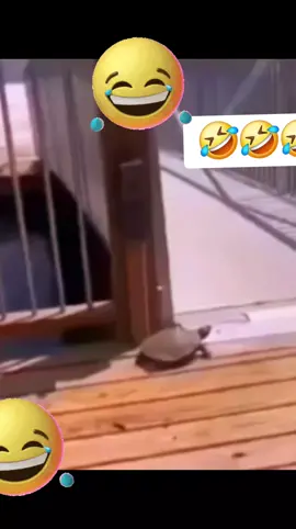 #funnyvideos #funny_videos79 #tortuga #fast #funny #very_funy79 #🤣🤣🤣😁😁 #🤣🤣🤣 
