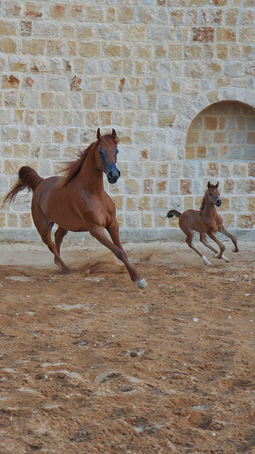 #horse #foryou #lebanon 