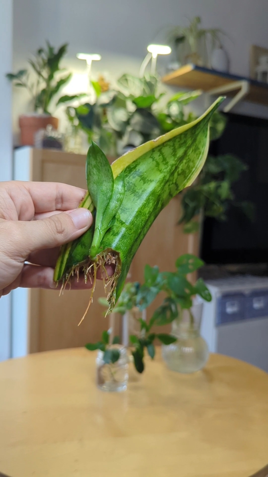 🌱✨ ¡Este esqueje tardó un año en crecer en agua! 😮💧 Jamás pensé que esta Sansevieria llegaría a sacar una nueva plantita, pero la perseverancia tiene sus frutos🤣💚 Probé de mil formas y con muchos trozos diferentes, ¡pero con esta me sentí afortunado! 😋🌿 Con el tiempo, descubrí que este esqueje prefiere un lugar muy luminoso sin mucha luz directa. ☀️🌱 Así que si quieres reproducir plantas, recuerda que algunas especies son más lentas de propagar. ¡Feliz propagación! 🌿💖 🌱✨ ¿Tienes alguna experiencia propagando esquejes? ¡Cuéntame en los comentarios! 📣💚 #esquejes #decoplantas #plantasdecorativas #sansevieria #lenguadesuegra #plantsoftiktok #plantasdeinterior #plantas #hidroponia #plantasenagua #esquejeenagua