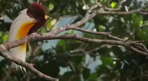 Selain Papua indah dan memiliki sumber daya alam yang berlimpah... di Papua juga ada banyak airmata dan darah yang membasahi tanah Papua  #cenderawasih #cendrawasihpapua #brid #paradise #bird #birds #birdofparadise #burung #hewanlangkah #maladum #malamoipapuabarat🌻🇨🇺 #fppppppppppppppppppp #tanahpapua #fpy #papuahits #fpy #papuatiktok #papuabukantanahkosong #fp #viralparah #viralparah #duniahewan #satwalangka 