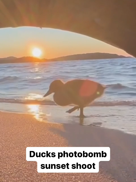 A curved piece of driftwood provided the perfect frame for a stunning sunset shot at a Michigan beach recently, and the moment was even more special after a family of ducks photobombed it. #news #fyp #ducks