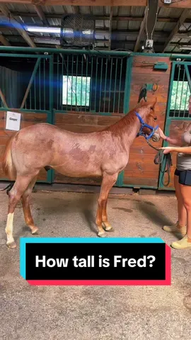 How tall is Fred!?!🐴 #weanling #foalsoftiktok #foalsof2024 #babyhorse #redroan #mareandfoal 