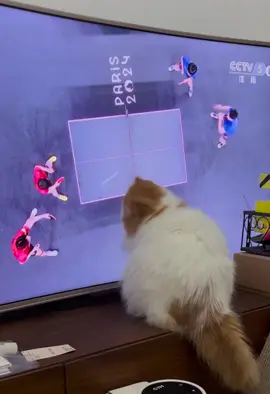 #catlover #olympics #pingpong #kitty #cattok #catgpt 