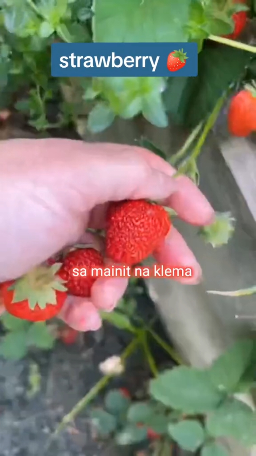 #strawberryseeds #strawberryharvest 