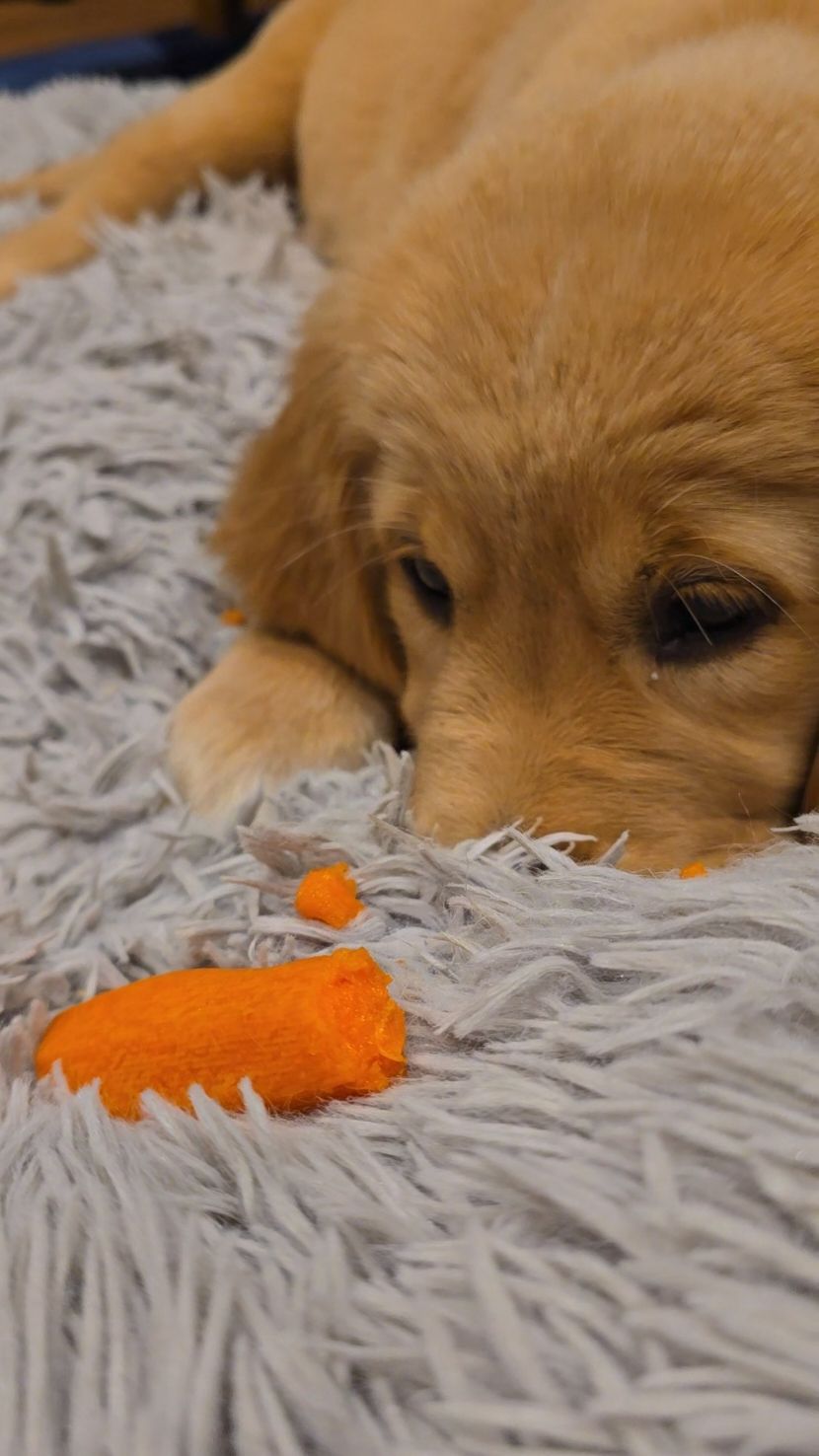 Carrots are a safe and healthy treat 🥕😊 #goldenretriever #tips #fyp #dog #foryou #food 