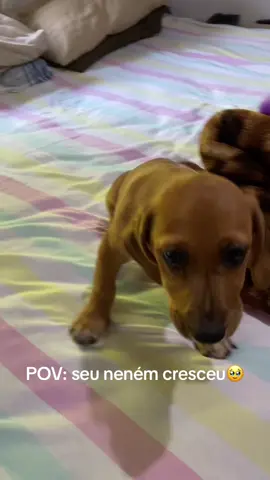 Meu filho virou um adolescente 🥲🥲🥲#fy #fyp #foryou #maedepet 