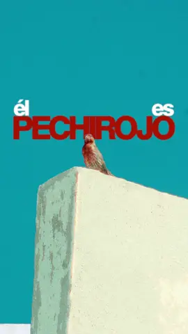 Amigos, no es un Pyrocephalus Rubinus, es un Haemorhous Mexicanus 🤓☝️ Su servidora se equicocó, pero igual amamos a Pechirojo 🐥🔴 #fyp #tomaagua #comeverduras #lentejasconchorizo #viral #lentejas #lentejasconchorizo #viral 