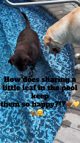 Happy Girls!🤎💛#happy #lablove #bestfriend #labrador #labradors #swimming  