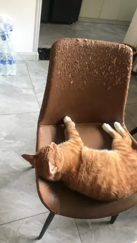 My chair has been scratched to pieces #cat 