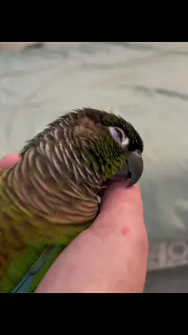 BIRBS PAYING RENT WITH THIS ONE #sillybird #firstofthemonth #greencheekconure #birdsoftiktok #parrotsoftiktok #fypツ 