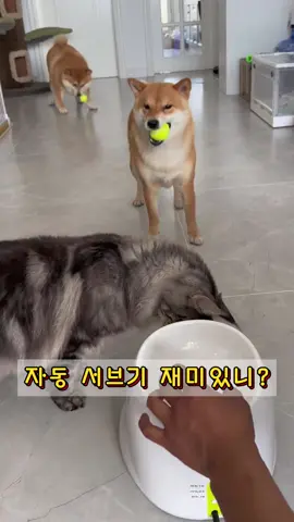 자동 서브기 재미있니? #dog #cat #강아지와 #강아지영상 #틱톡애나멀 #강아지장난감 