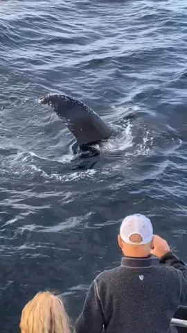 More from our recent humpback “muggings”. When a whale mugs you they don’t take your valuables, they just come in to check you out. A mugging is a genuine social interaction between whales and humans, and is easily one of the most memorable experiences anyone can have. Muggings are not common on our tours, but we’ve had several lately. Maybe the next one will happen during the tour you’re on! 😃