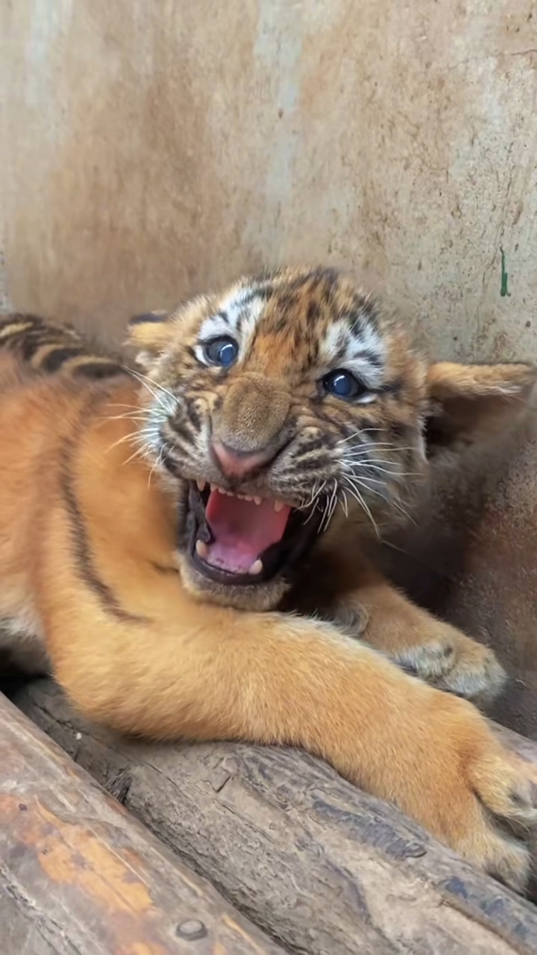 🐯🐯🐯OMG!!! so fierce  #tigercub #tiger #kitten #foryou #fpy #cute #kitty #zoo #adorable 