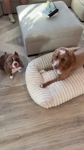 Oh, these two! 🐾🐾@𝐈.𝐀𝐌.𝐄𝐌𝐑𝐘 #fyp #fypage #foryou #dogsoftiktok #bestfriend 