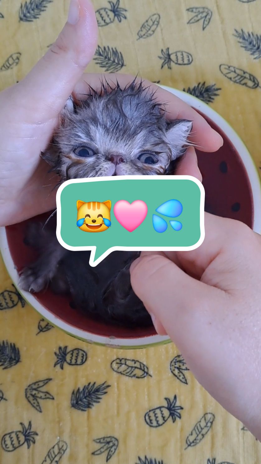 chaton punk 😹🩷💦 #exoticshorthair #relaxtime #cutekitten #hair #punkgirl  #bathtime 