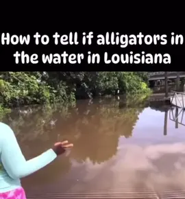 #louisiana #gators #foryou #gatorhunting #alligator #crocodile 