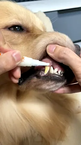 Pet dental cleaning pen #goldenretrieverlife #dogsoftiktok #foryou 