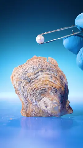 How do oysters make pearls? It turns out, oysters make pearls as a defense mechanism. If a parasite or foreign material enters their shell, they can coat it with nacre and turn it into a pearl. #animals #science #LearnOnTikTok  By the way, I used @you.com in this video! 