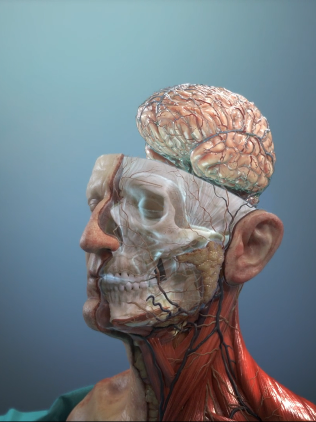 The blood-brain barrier (BBB) serves as a vital protective shield for the brain, regulating the passage of substances between the bloodstream and the central nervous system. However, certain diseases, including multiple sclerosis, Alzheimer's disease, and specific viral infections, can penetrate this barrier, leading to significant neurological complications. #Neuroscience #Dopamine #MovementDisorders #medicalanimation #healthcareanimation #healthcaremarketing