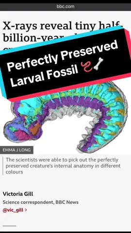 Big news for my fellow Cambrian explosion fans 🪱💥#insect #ecology #bugs #nature #animals #wildlife #Hiking #forest #science #taxonomy #documentary #photography #entomology #biology #fossils #evolution #cambrian 