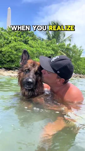 ❤️❤️❤️ - - #germanshepherd #dog #dogsoftiktok #puppy #wolf #trend #trending 